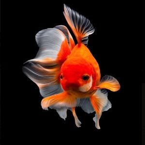 Meet your Posher, Cierra